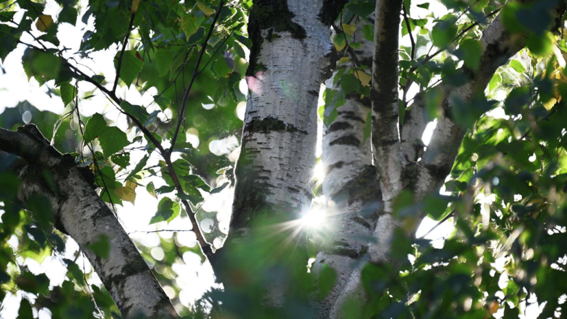 Аллерголог предупредила о начале активного цветения берёзы