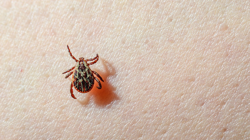 Врач Агапкин: в средней полосе в России из-за потепления появились клещи-мутанты