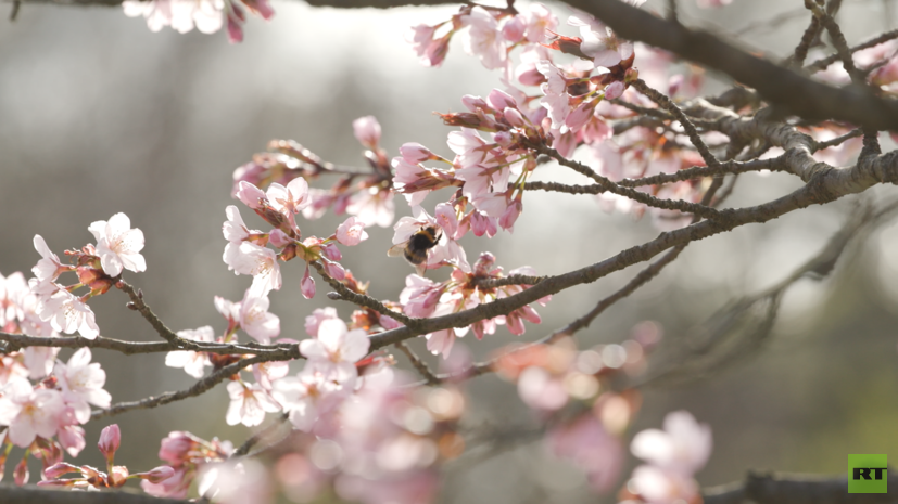 &laquo;Сакура &mdash; это символ красоты&raquo;: как в Москве появились Японский сад и практика ханами