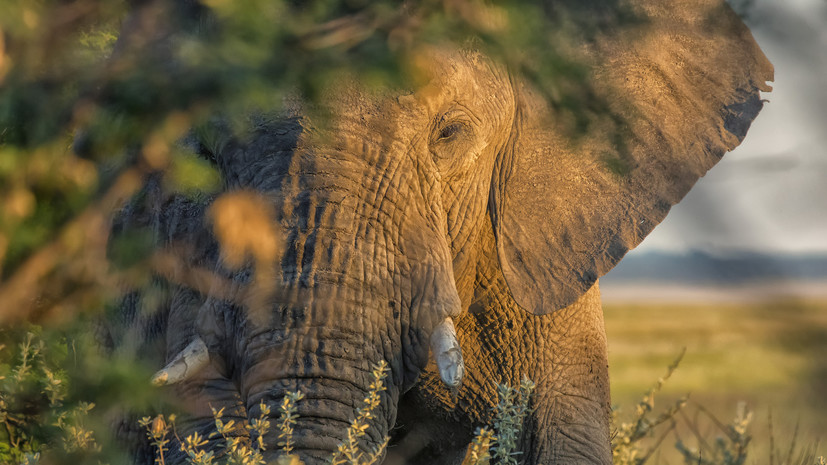 Стадо слонов затоптало в Африке американского миллионера