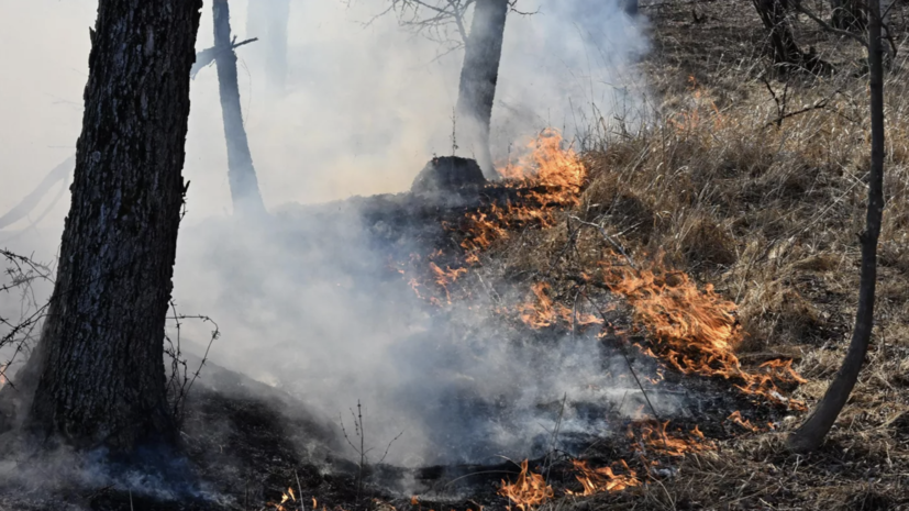 В Крыму зафиксировали два лесных пожара