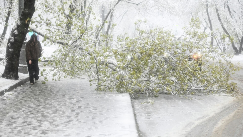 В Подмосковье шесть человек пострадали при падении деревьев во время непогоды