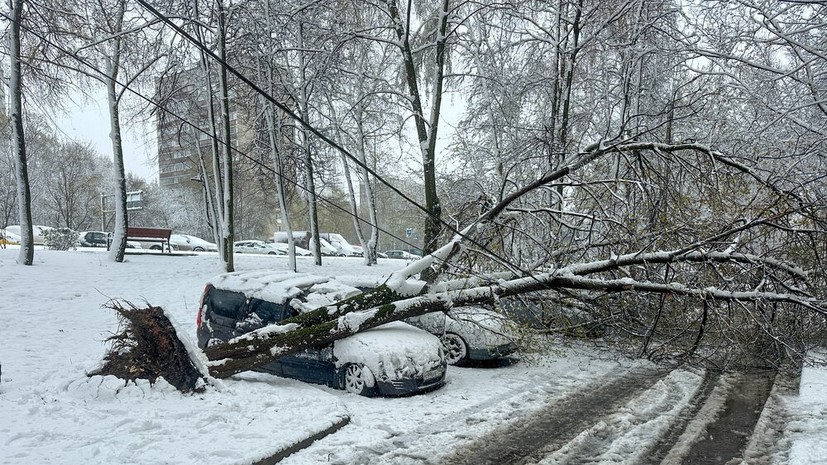 Автоюрист: фото и экспертиза помогут получить компенсацию за упавшее дерево