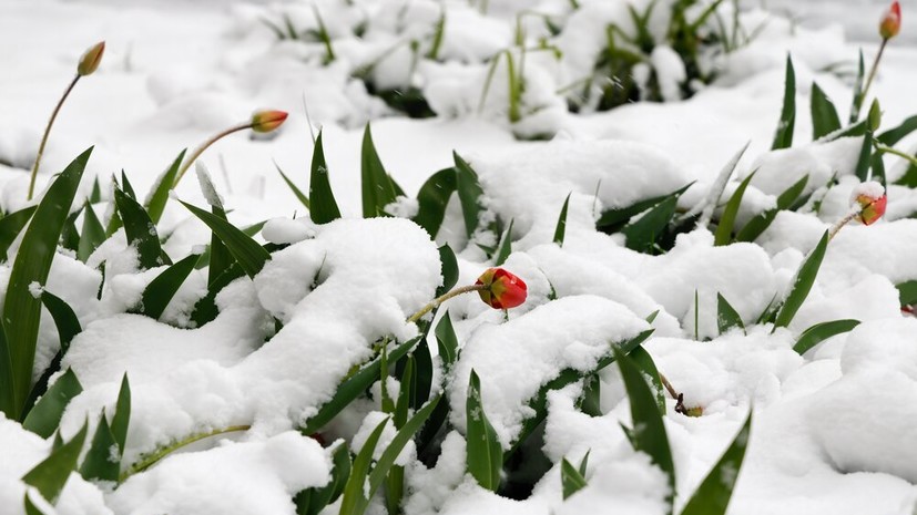 Агроном Викулов предупредил о риске ночных заморозков для садов