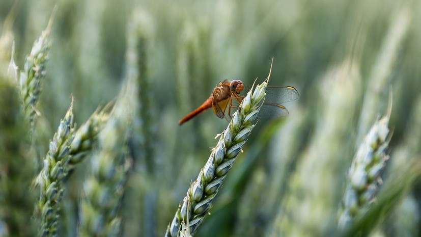 «Известия»: непогода может сорвать посевную яровых в России
