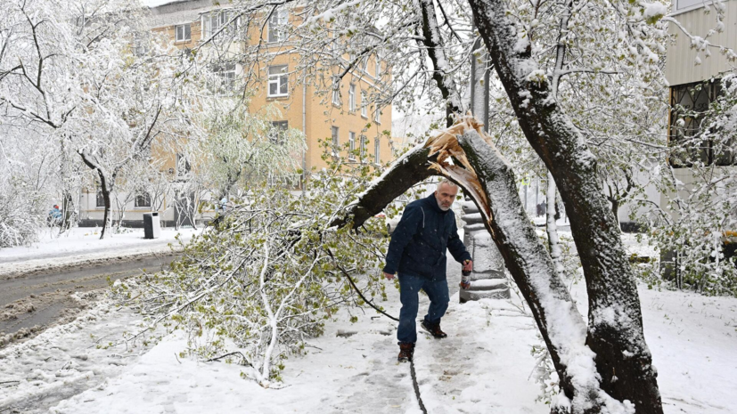 Более 2 тысяч деревьев повалило ветром в Москве, Подмосковье и Самарской области