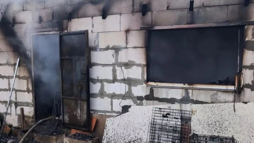 МЧС: в Нижнем Новгороде при пожаре погибли 200 собак
