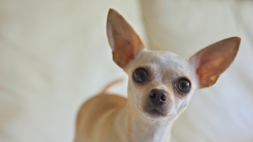 Около 200 чихуахуа погибли во время пожара в Нижнем Новгороде