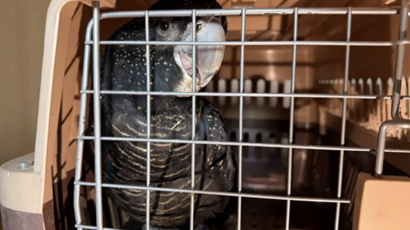 На границе в Оренбургской области изъяли экзотических птиц на 1 млн рублей