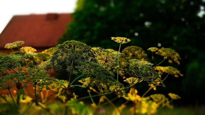 Россельхознадзор предупредил о семенах борщевика на маркетплейсах