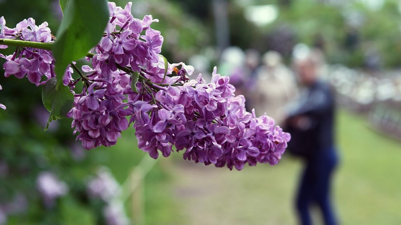 В Роскачестве заявили о штрафах за сбор сирени с общественной территории
