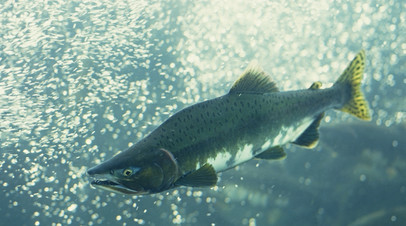 Росрыболовство ждёт снижения вылова лосося до 230—250 тысяч тонн