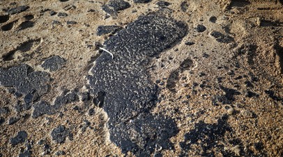 Более 200 птиц нашли погибшими в нефтепродуктах у побережья Анапы