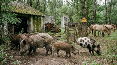 ������&nbsp; ����������: � �������� � ������������� ���� ��� �������� ������� �������