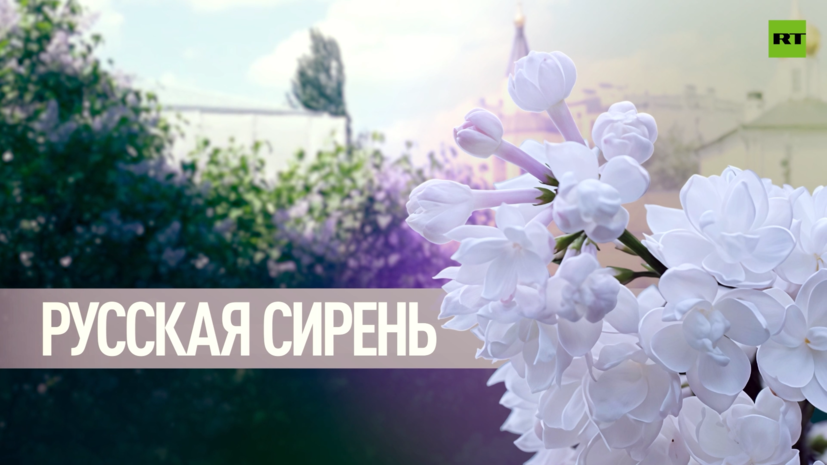 &laquo;Мировой шедевр&raquo;: как советский автомеханик Леонид Колесников создал феномен русской сирени