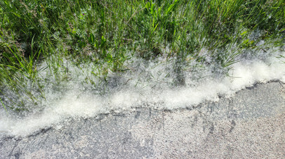Врач&nbsp; Мещеряков: тополиный пух может вызывать одышку и удушье