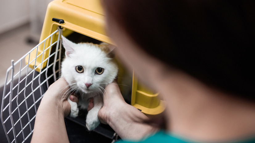 В Москве ветеринары спасли кошку после падения с 12-го этажа