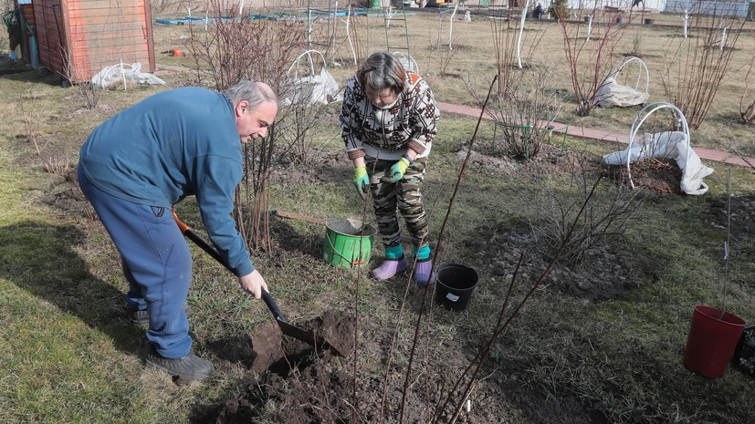 Агроном Ганичкина дала советы по зимнему мульчированию кустов