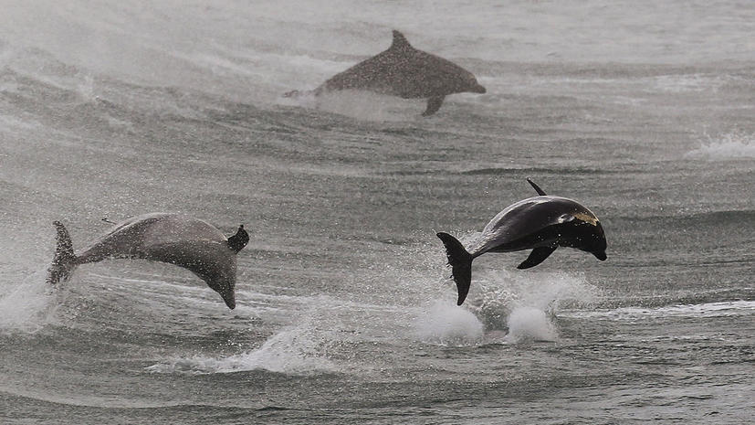 Ученые: дельфины обращаются друг к другу по имени