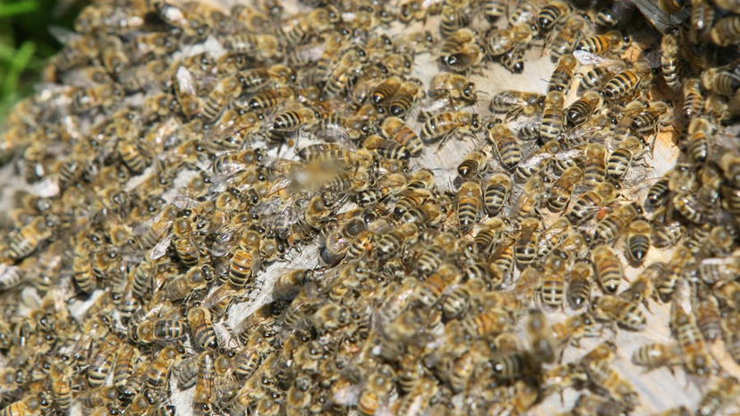 В США перевернулся грузовик с миллионами пчёл