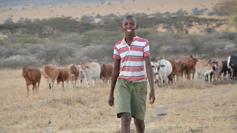 Кенийский мальчик в одиночку защитил стадо коров от голодных львов