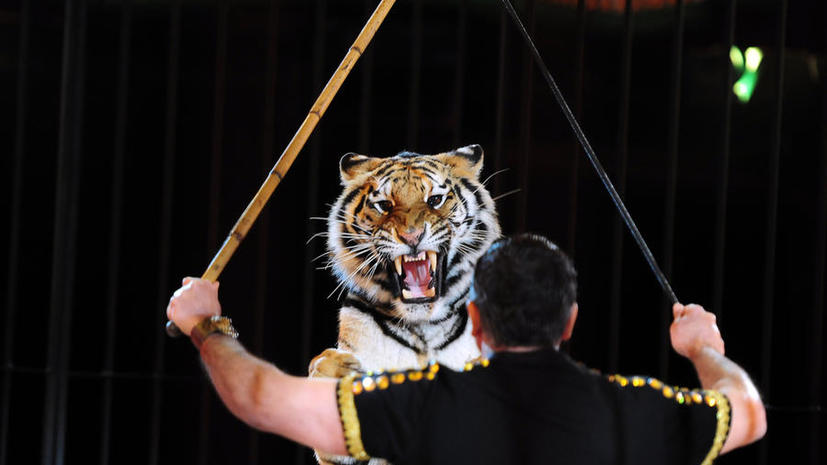 В Великобритании запретят диких  животных в цирках