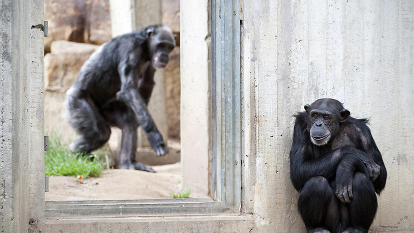 В США подопытных шимпанзе отправят на пенсию