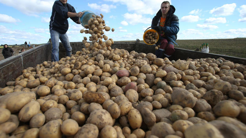 Генпрокуратура проверит торговые сети, которые продают запрещённый картофель из ЕС