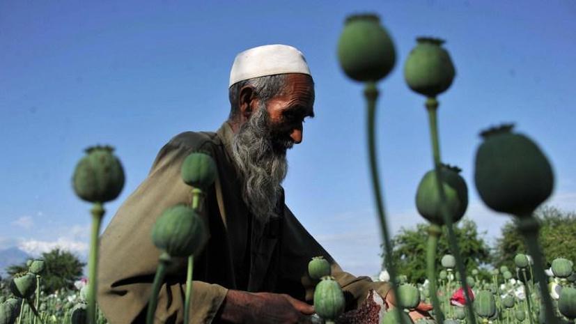 Производство опиума в Афганистане достигло рекордных объёмов