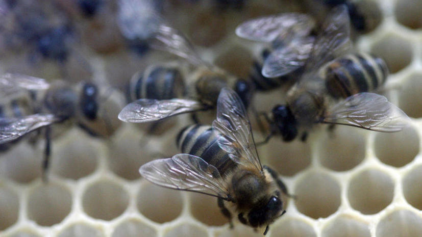 Пчелы в США вымирают рекордными темпами