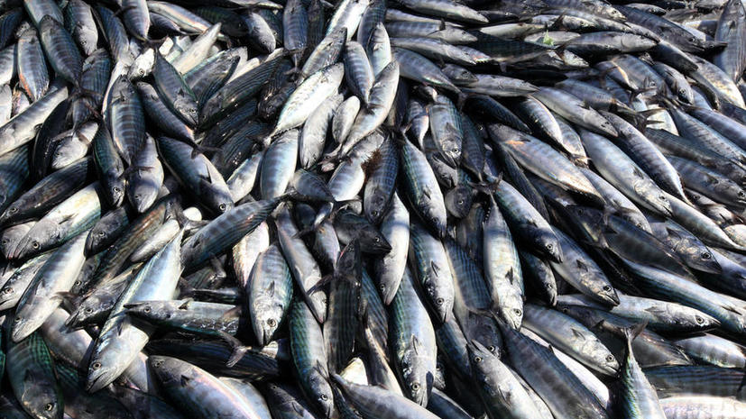 Южная Корея запретила ввоз японской рыбы, опасаясь радиации