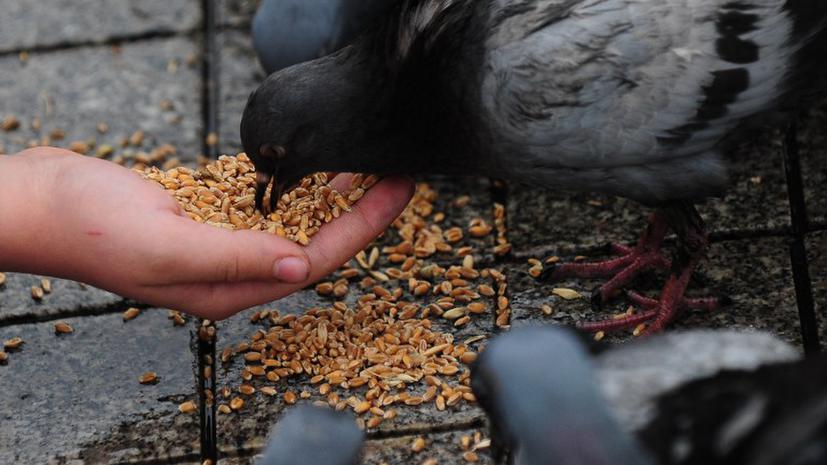 В Чикаго за кормление голубей могут посадить в тюрьму