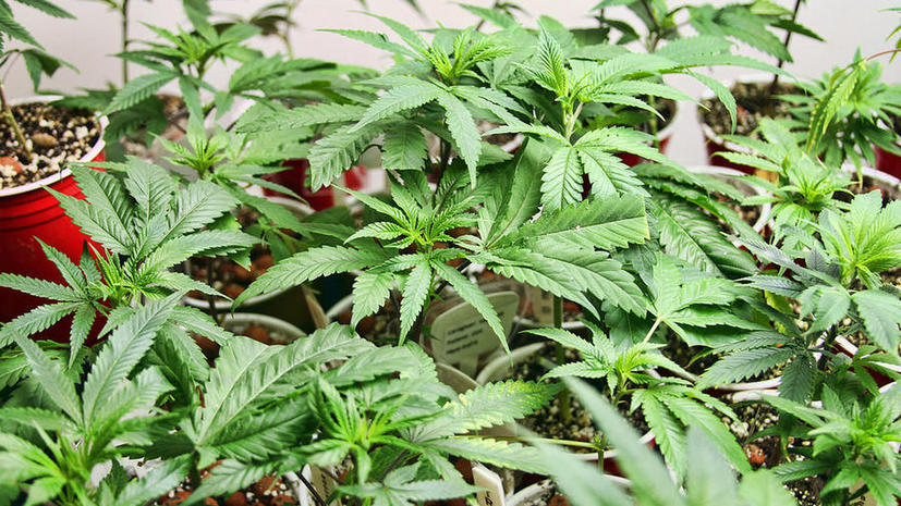 В Канаде в доме престарелых нашли плантацию марихуаны