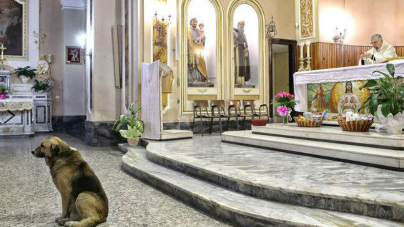 В Италии собака каждый день ждет свою умершую хозяйку в церкви