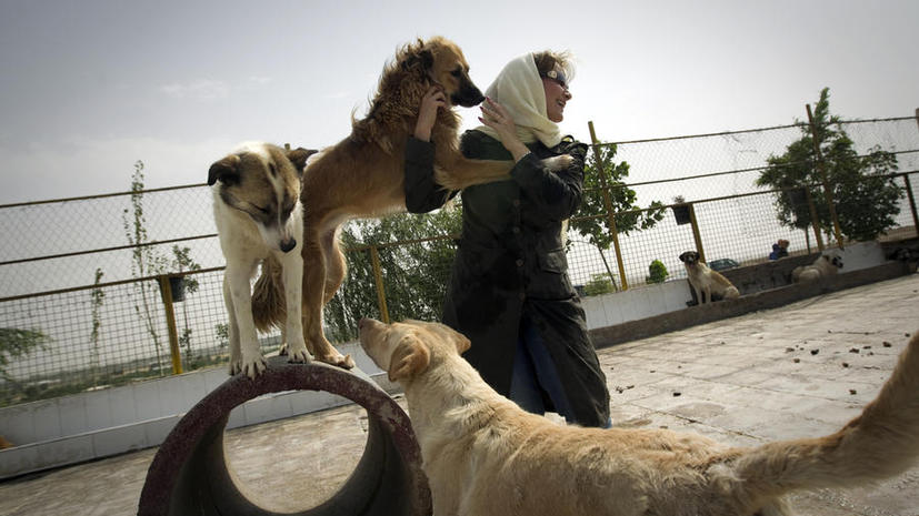 Полиция Тегерана объявила войну собакам