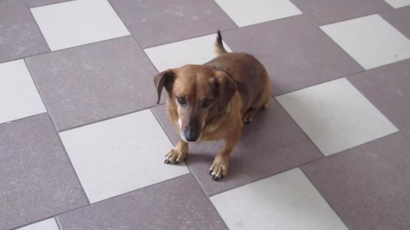 Сибирский Хатико: Собака нашла новый дом в больнице, откуда не дождалась хозяина
