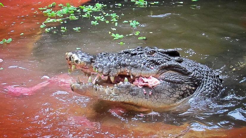 В Индонезии гигантский крокодил решил позагорать вместе с отдыхающими