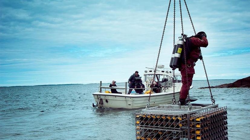 Бутылки со дна Балтийского моря раскрыли секреты шампанского 19 века