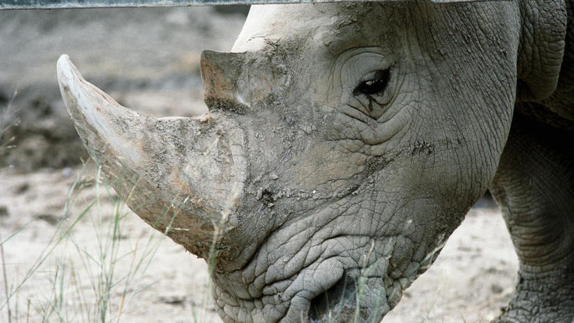 На Урале нашли останки древнего носорога, которым около 120 тыс. лет