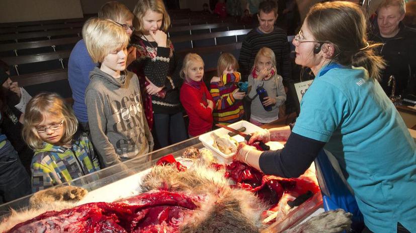 После убийства жирафа Мариуса в Дании на глазах у детей расчленили волка