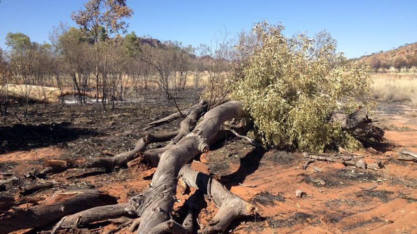 В Австралии сожжены священные «эвкалипты-призраки»