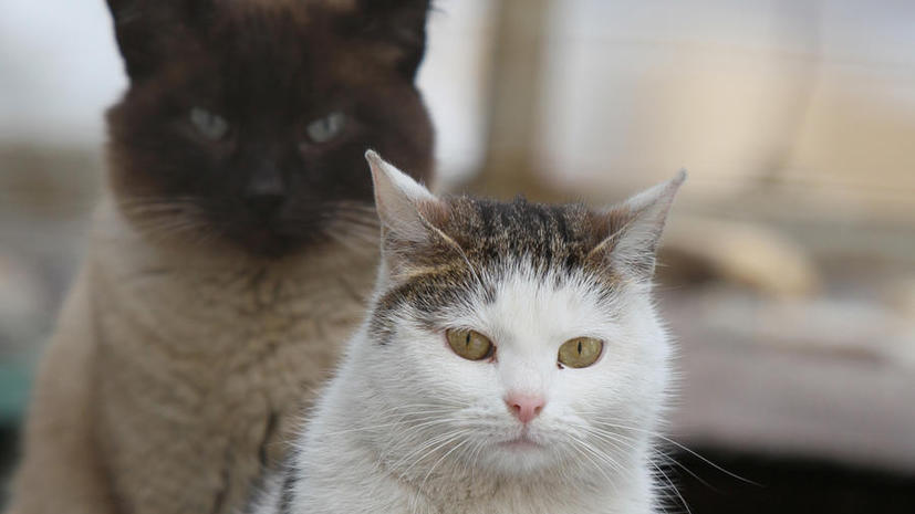 Власти Австралии намерены истребить 2 млн бродячих кошек