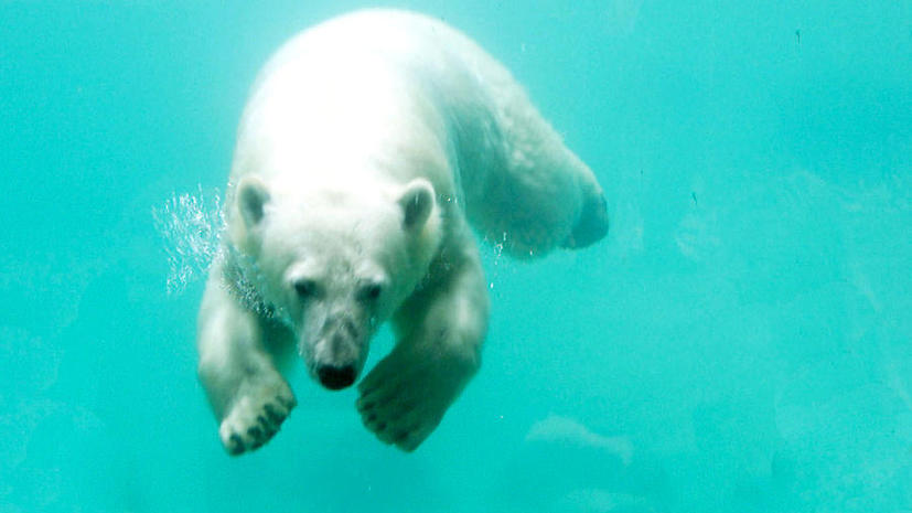 Канадские законы поставили под угрозу выживание белых медведей