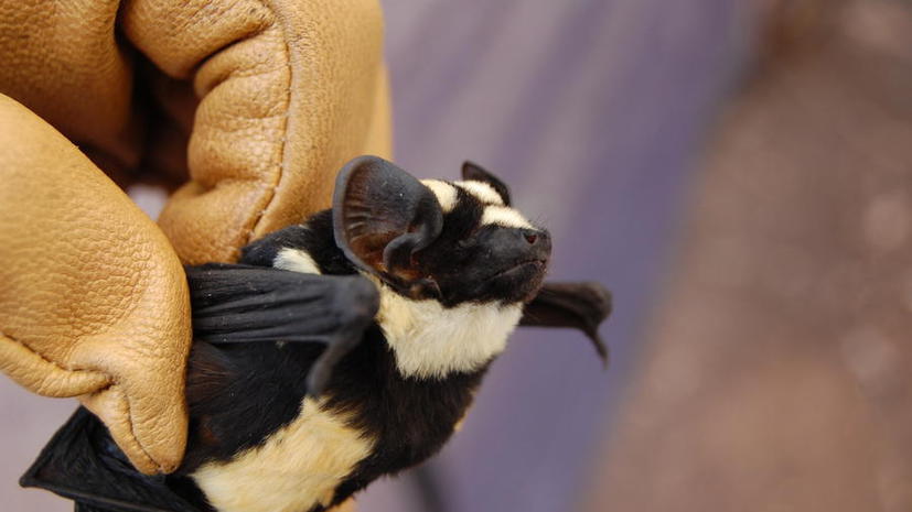 Маленькая крылатая панда: ученые обнаружили новый вид летучей мыши