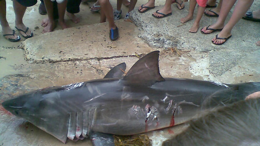 Австралиец оштрафован на $18 тыс. за убийство белой акулы