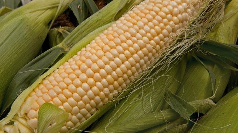 Кукуруза-франкештейн начала приносить страдания фермерам