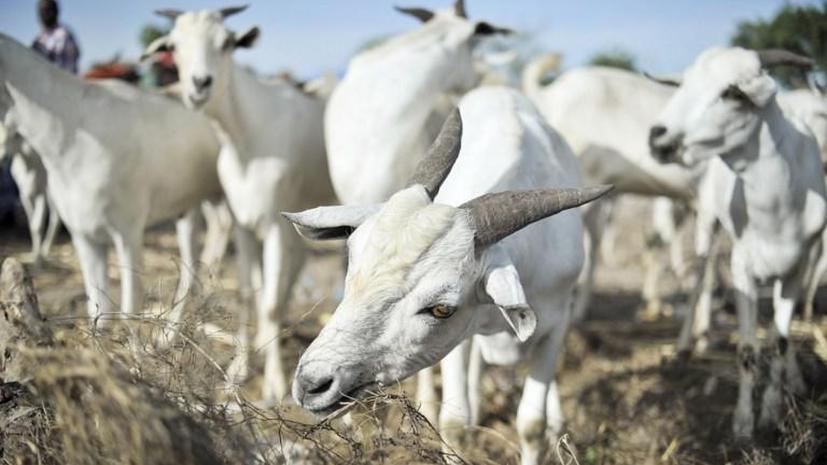 В Индии по подозрению в порче имущества задержали трёх козлов