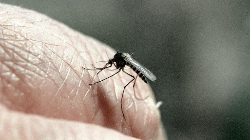 ​В Африке обнаружен новый вид малярийных комаров, на которых не действуют инсектициды