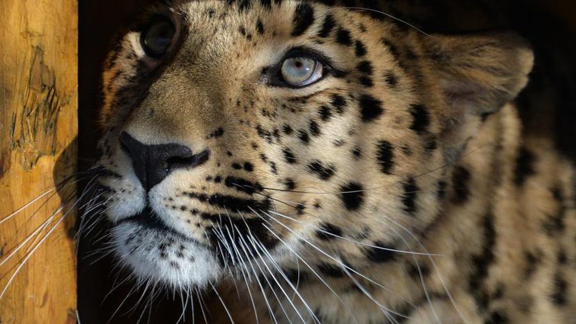 «Хранители земли леопарда»: фильм о диких кошках и их защитниках на RT