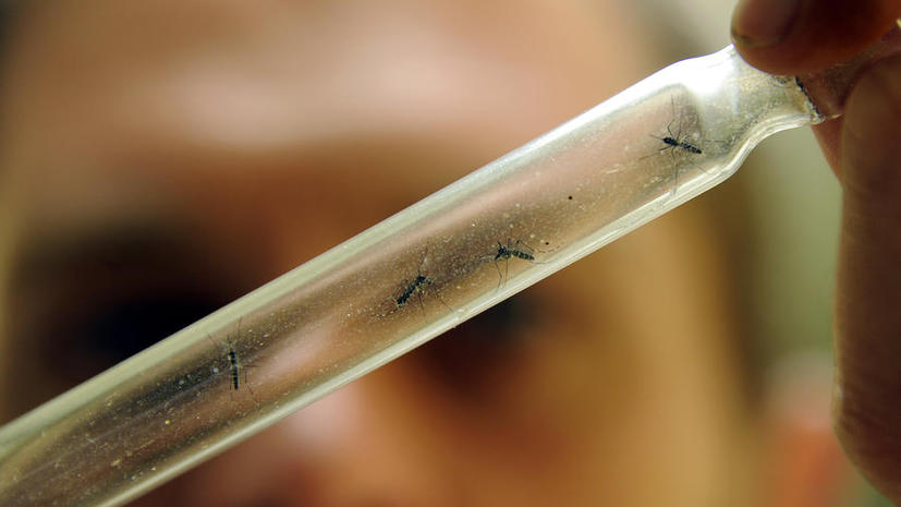 На борьбу с малярией бросят генетически модифицированных комаров